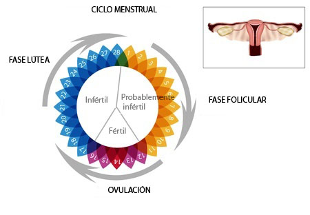 Mentor Terminología Reciclar Conocer el ciclo menstrual | ForoBebé