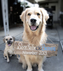 Anunciar un embarazo con perros
