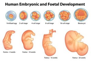 Cigoto, embrión, feto y neonato